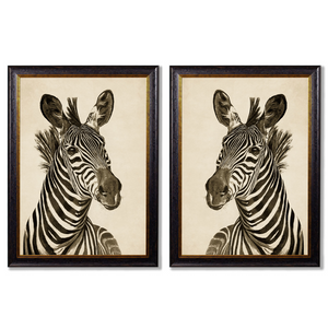 Zebra Framed Wall Art - Set of 2 x 70cm