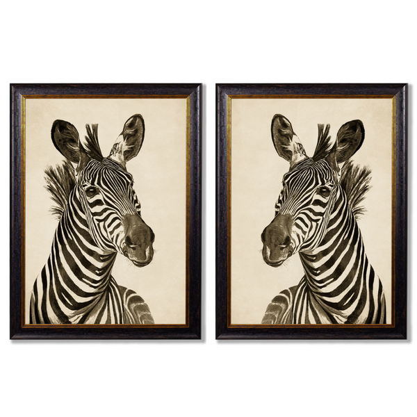 Zebra Framed Wall Art - Set of 2 x 70cm